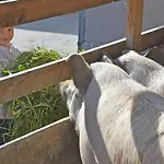 Am Jaukhof Familie Stiendl Κατάλυμα σε φάρμα *