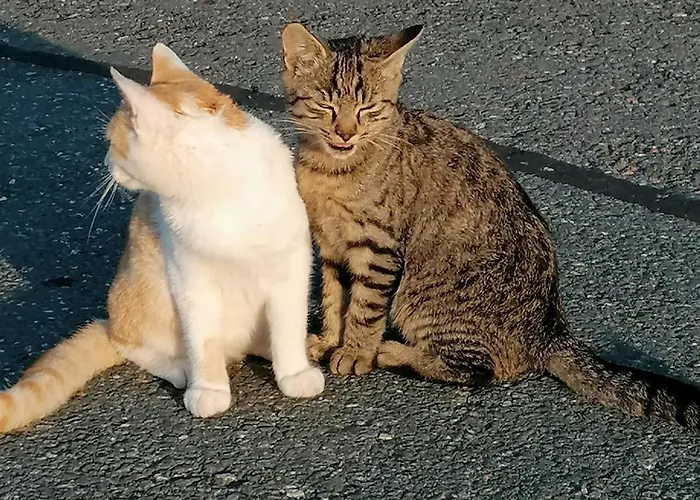 Lantgård Am Jaukhof Familie Stiendl *