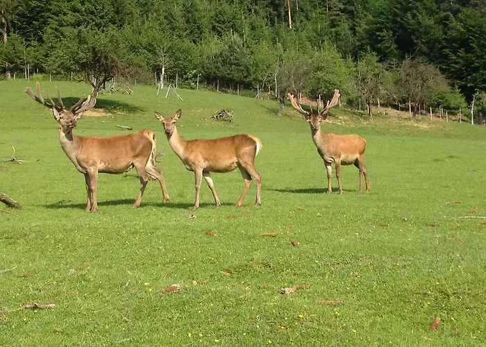 Am Jaukhof Familie Stiendl