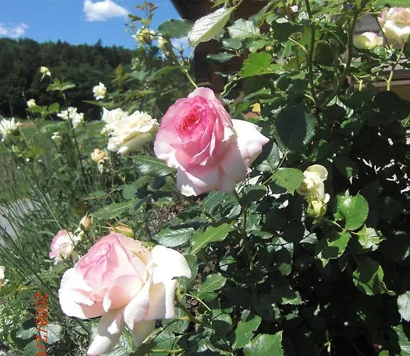 Lantgård Am Jaukhof Familie Stiendl
