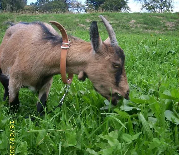 Lantgård Am Jaukhof Familie Stiendl