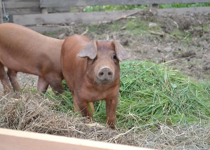 Lantgård Am Jaukhof Familie Stiendl